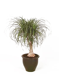 نخل دم اسبی , پافیلی
